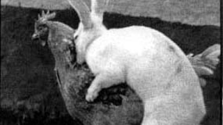The Best Sex? Quick, Like A Bunny